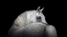 Portrait Of A Beautiful White Arabian Horse Looks Back On Black Background