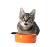 © New Africa - Grey tabby cat with feeding bowl on white background. Adorable pet