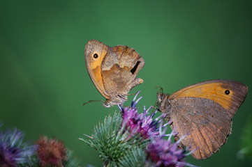 Wall Mural - Butterfly in wild flowers. Insects in nature. Summer.