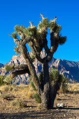 Wall Mural - A large, healthy Joshua Tree and a striking mountain in Nevada's Mojave Desert