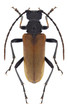 Beetle Pseudovadonia livida on a white background