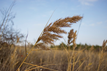 dry reeds on a blue background