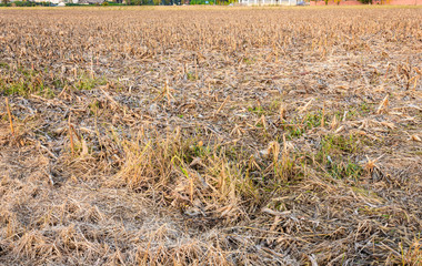 a wheat field in the autumn/a wheat field in the autumn  after the harvest