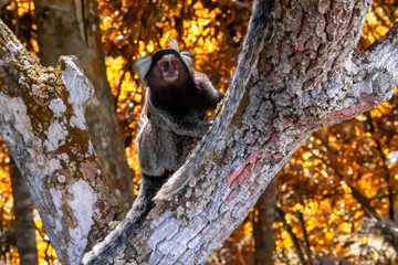 macaque on tree