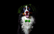 Bernese Mountain Dog Head On Black Background With Clown Colors Makeup. Circus Animals Concept