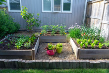 This Small Urban Backyard Garden Contains Square Raised Planting Beds For Growing Vegetables And Herbs Throughout The Summer.  Brick Edging Is Used To Keep Grass Out, And Mulch Helps Keep Weeds Down.