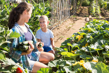 Wall Mural - Woman with son harvesting zucchini