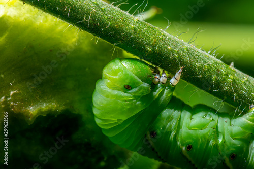 Fotografía A tobacco hornworm larva on a tomato plant