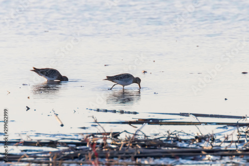 Fotomural Common Snipe (Gallinago gallinago) Bird in Water