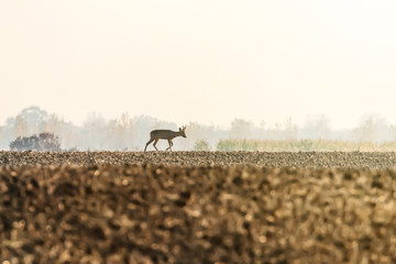 Roe Deer Buck Autumn (Capreolus capreolus) Wild Deer in Nature