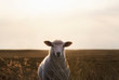 White sheep portrait in high grass on Sylt island at sunrise