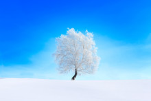 Tree In The Snow On A Field Winter
