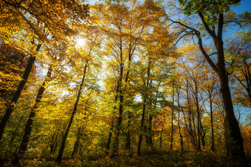 Wall Mural - Beautiful yellow trees in autumn forest