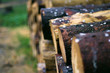 bale drewna obsypana płatkami czereśni w deszczowy dzień