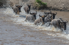 Wildebeest Crossing Mara River- Serengeti, Tanzania