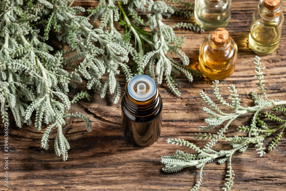 A bottle of santolina essential oil with fresh Santolina chamaecyparissus - obrazy, fototapety, plakaty 