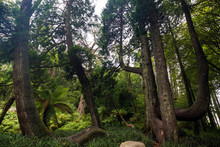 Tall And Thick Western Red Cedar Trees With Curved Branches And Roots In A Lush Forest At The Pena Park In Sintra, Portugal.