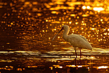 African Spoonbill - Platalea Alba Long-legged Wading Bird Of The Ibis And Spoonbill Family Threskiornithidae. White Bird In The Blue Water, Hunting, Fishing And Staying In Sunset