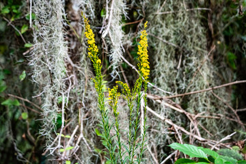 Canvas Print - moss on tree with yellow wildflowers