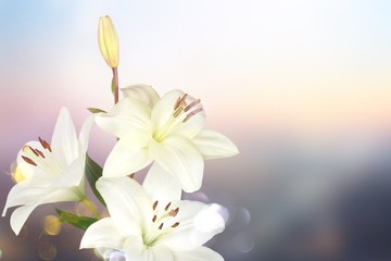 Wall Mural - white lily flower on blurred background