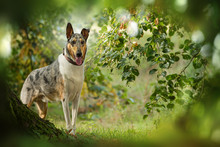 Short Haired Collie Standing Under A Tree