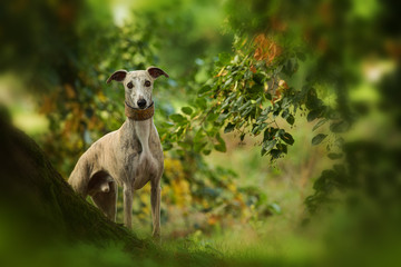 Wall Mural - Whippet dog standing under a tree