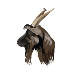 Portrait of the goat head in profile