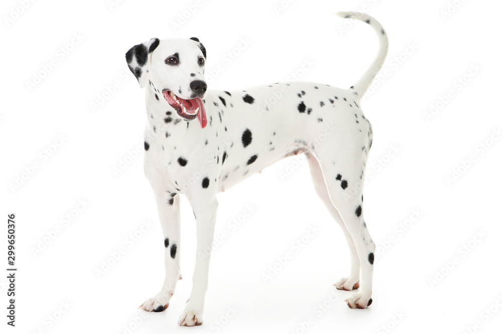 Dalmatian dog isolated on white background - obrazy, fototapety, plakaty 