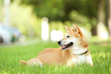 Wall Mural - Shiba inu dog lying on the grass in park