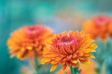 Orange chrysanthemum close up in autumn Sunny day. Autumn flowers. Flower head