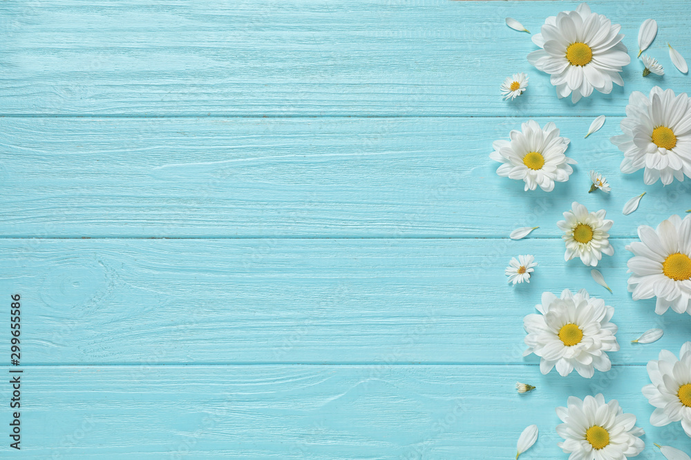 Beautiful chamomile flowers on light blue wooden background, flat lay. Space for text - obrazy, fototapety, plakaty 