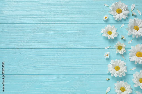 Obraz Rumianek  piekne-kwiaty-rumianku-na-blekitnych-deskach