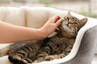 © New Africa - Woman petting cute tabby cat at home, closeup. Lovely pet