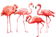 Pink Flamingo On An Isolated White Background, Watercolor Illustration
