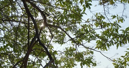 Wall Mural - green tree branch under sunlight