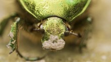 Cetonia Aurata, Rose Chafer, Bluish Green And Gold Color Beetle On Brown Soil