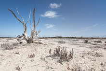 Dead Tree And Parched Landscape, Hot Dry Australian Landscape.