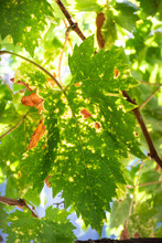 Grape Leaves Background, Light Through Old Worn Leaf, Detail.