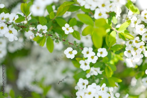 Dekoracja na wymiar  biale-kwiaty-jabloni-na-wiosne