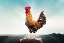 Brown Rooster Perched On The Mountain