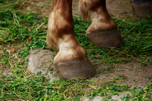 The Horse Hooves