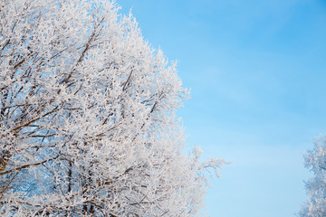 Snow and frost covered tree branches against blue sky Branches covered with snow