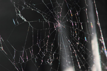 Web macro photography on a plant in the early morning with dew drops