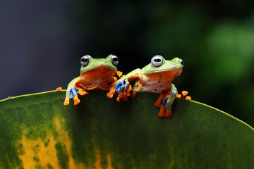 flying tree frog, javan tree frog, rhacophorus reinwardtii