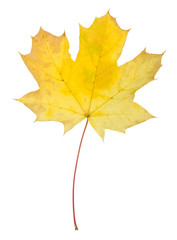 Wall Mural - Autumn maple leaves isolated on white background.