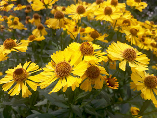 Wall Mural - Yellow garden flowers