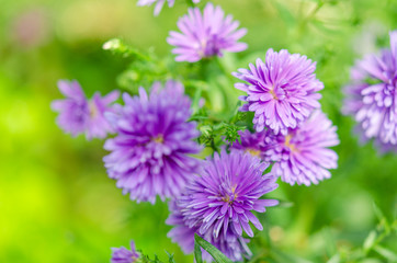 Poster - Purple chrysanthemum flower