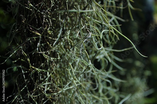 plants: mustache hermit creeper Tableau sur Toile