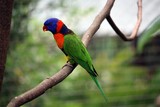 Fototapeta Tęcza - Rainbow Lory Bird