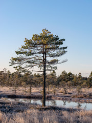 Wall Mural - picture with lone mire pine, beautiful sunrise mire, frosty nature